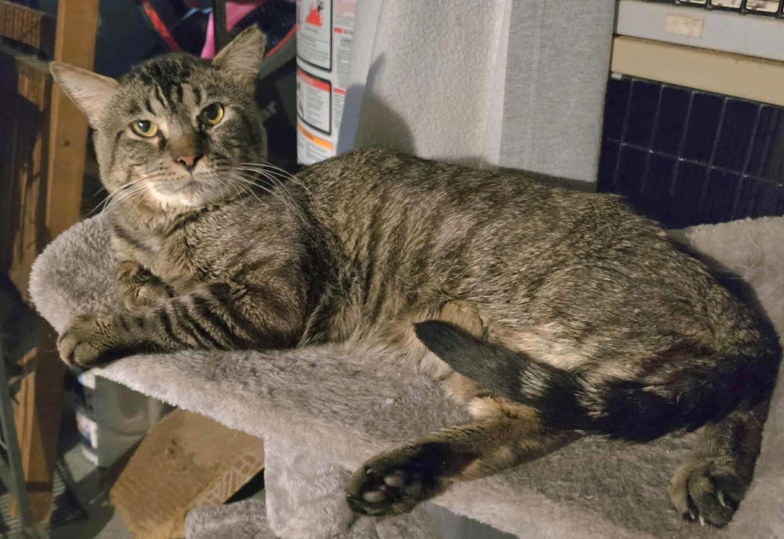 Enlarge Vance, a Adoptable Domestic Short Hair in Trenton, NJ image 2/3