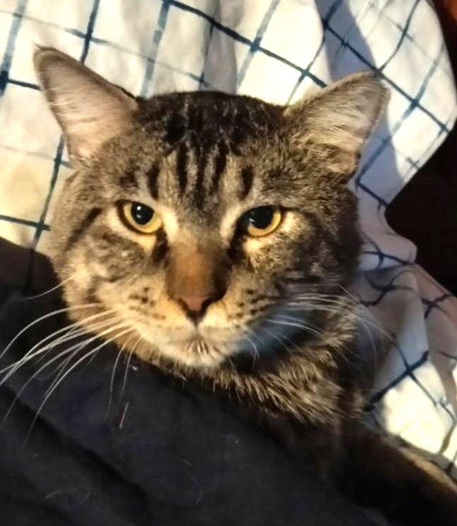 Enlarge Vance, a Adoptable Domestic Short Hair in Trenton, NJ image 3/3