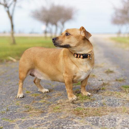 Darla, Adoptable, Senior Female Dachshund & Mixed Breed.