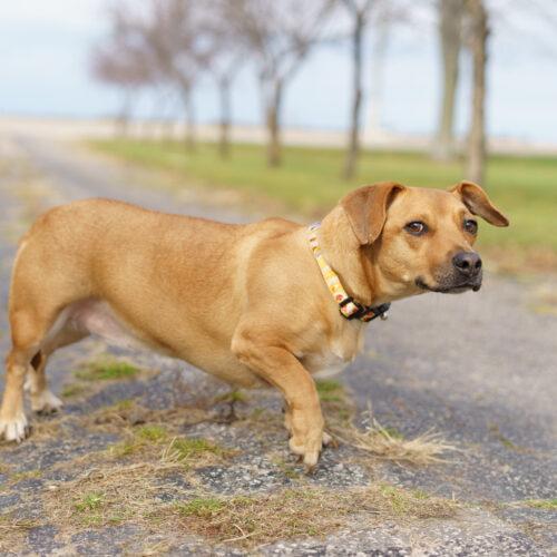 Enlarge Darla, a Adoptable mixed breed in Duart, ON image 2/4