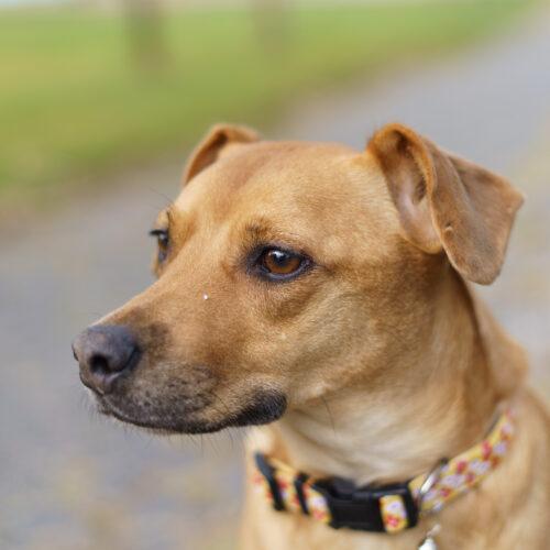 Enlarge Darla, a Adoptable mixed breed in Duart, ON image 2/4
