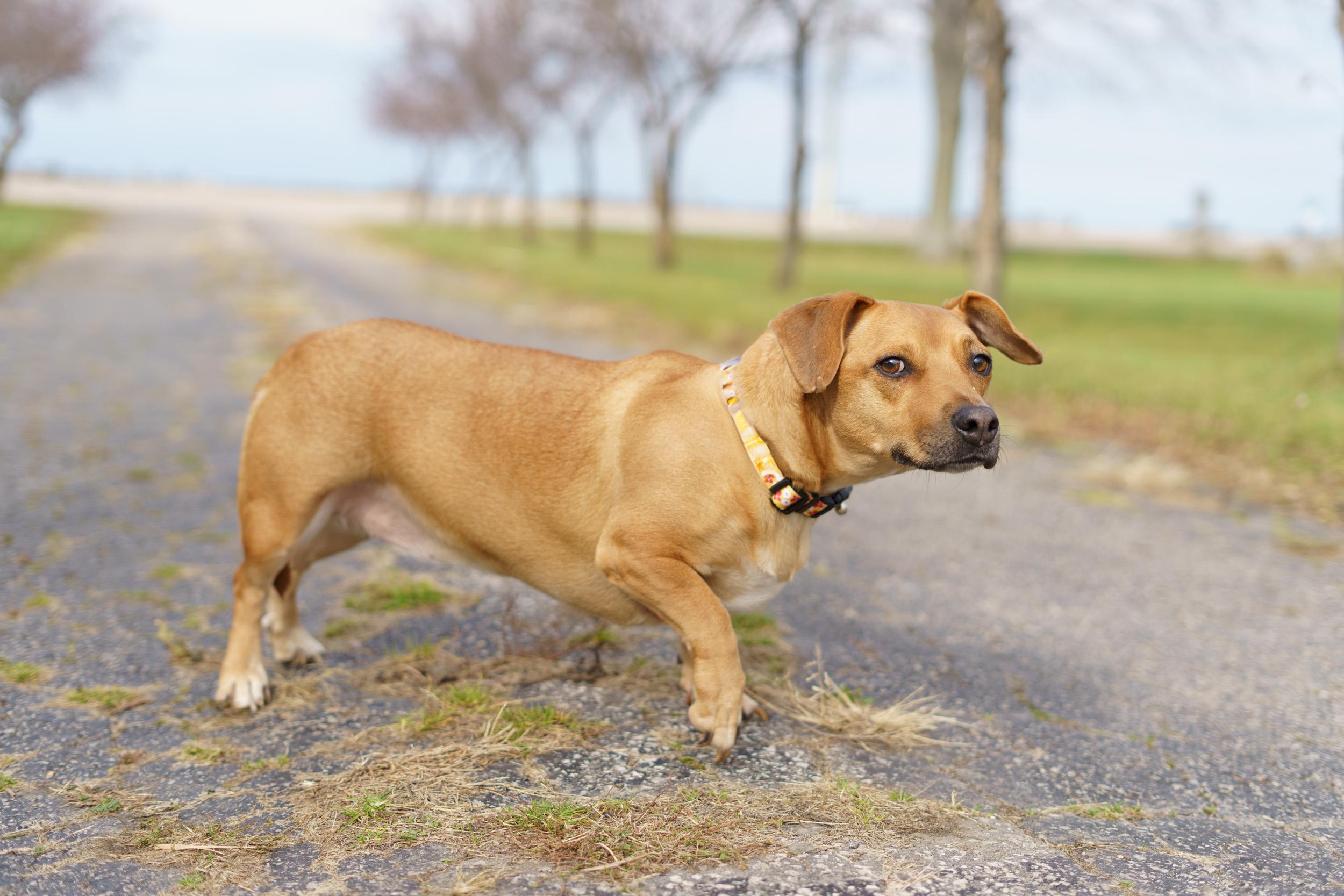 Enlarge Darla, a Adoptable mixed breed in Duart, ON image 3/4