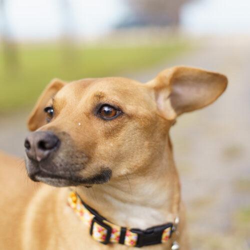 Enlarge Darla, a Adoptable mixed breed in Duart, ON image 4/4