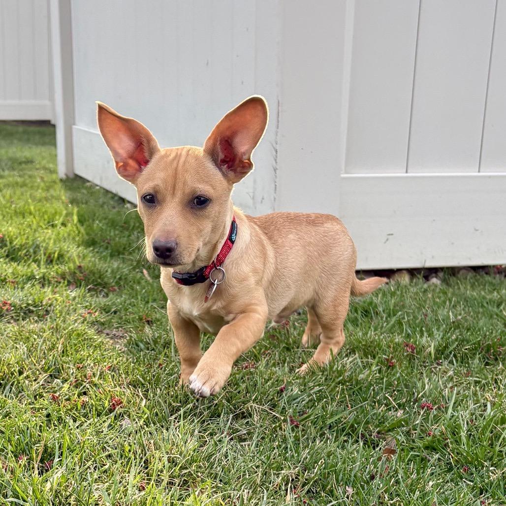 RED, Adoptable, Puppy Male Terrier.