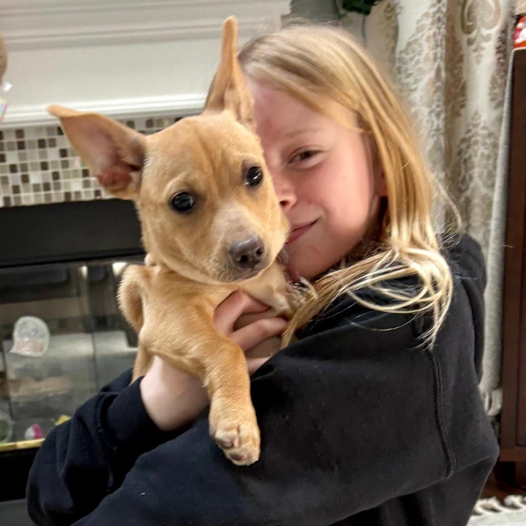 Enlarge RED, a Adoptable Terrier in Berlin, NJ image 3/5