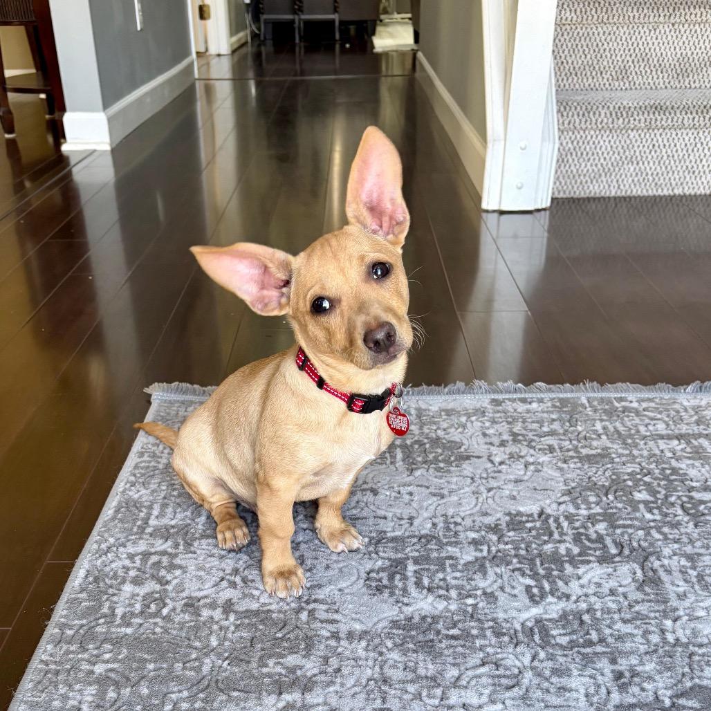 Enlarge RED, a Adoptable Terrier in Berlin, NJ image 2/5