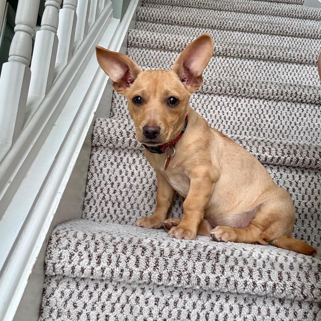 Enlarge RED, a Adoptable Terrier in Berlin, NJ image 4/5