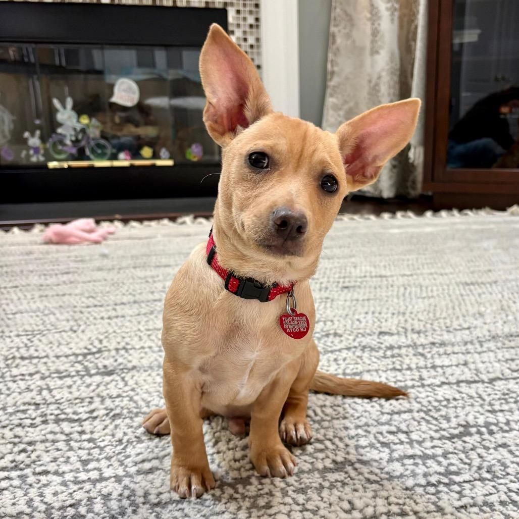 Enlarge RED, a Adoptable Terrier in Berlin, NJ image 5/5