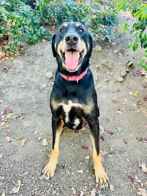 Fezzik, Adoptable, Adult Male Doberman Pinscher & Hound.