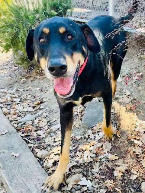 Enlarge Fezzik, a Adoptable mixed breed in Phoenix, OR image 3/6