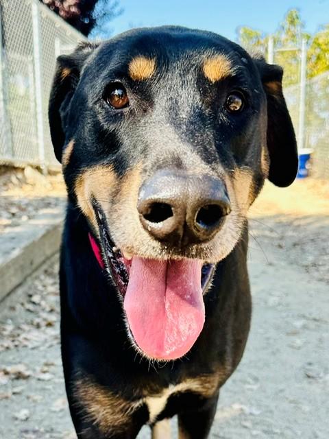 Enlarge Fezzik, a Adoptable mixed breed in Phoenix, OR image 4/6