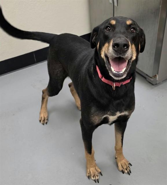 Enlarge Fezzik, a Adoptable mixed breed in Phoenix, OR image 2/6
