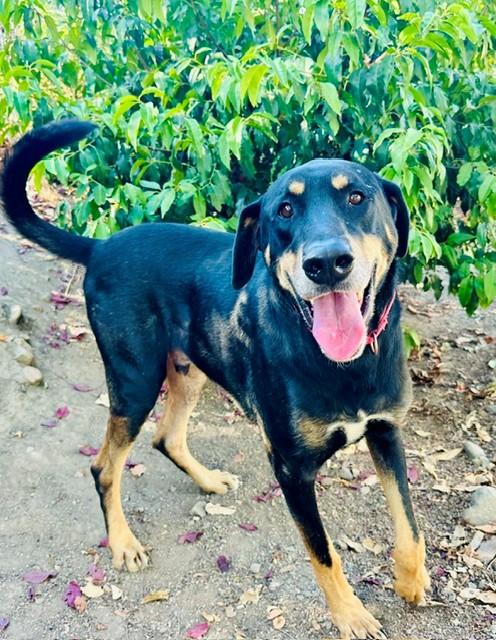 Enlarge Fezzik, a Adoptable mixed breed in Phoenix, OR image 6/6