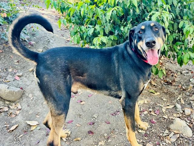Enlarge Fezzik, a Adoptable mixed breed in Phoenix, OR image 5/6