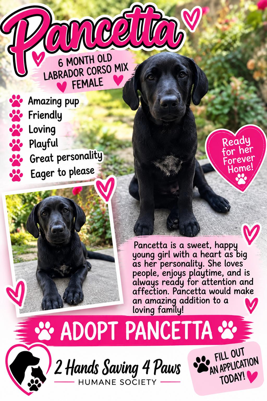 Enlarge Pancetta, a Adoptable mixed breed in Totowa, NJ image 1/2
