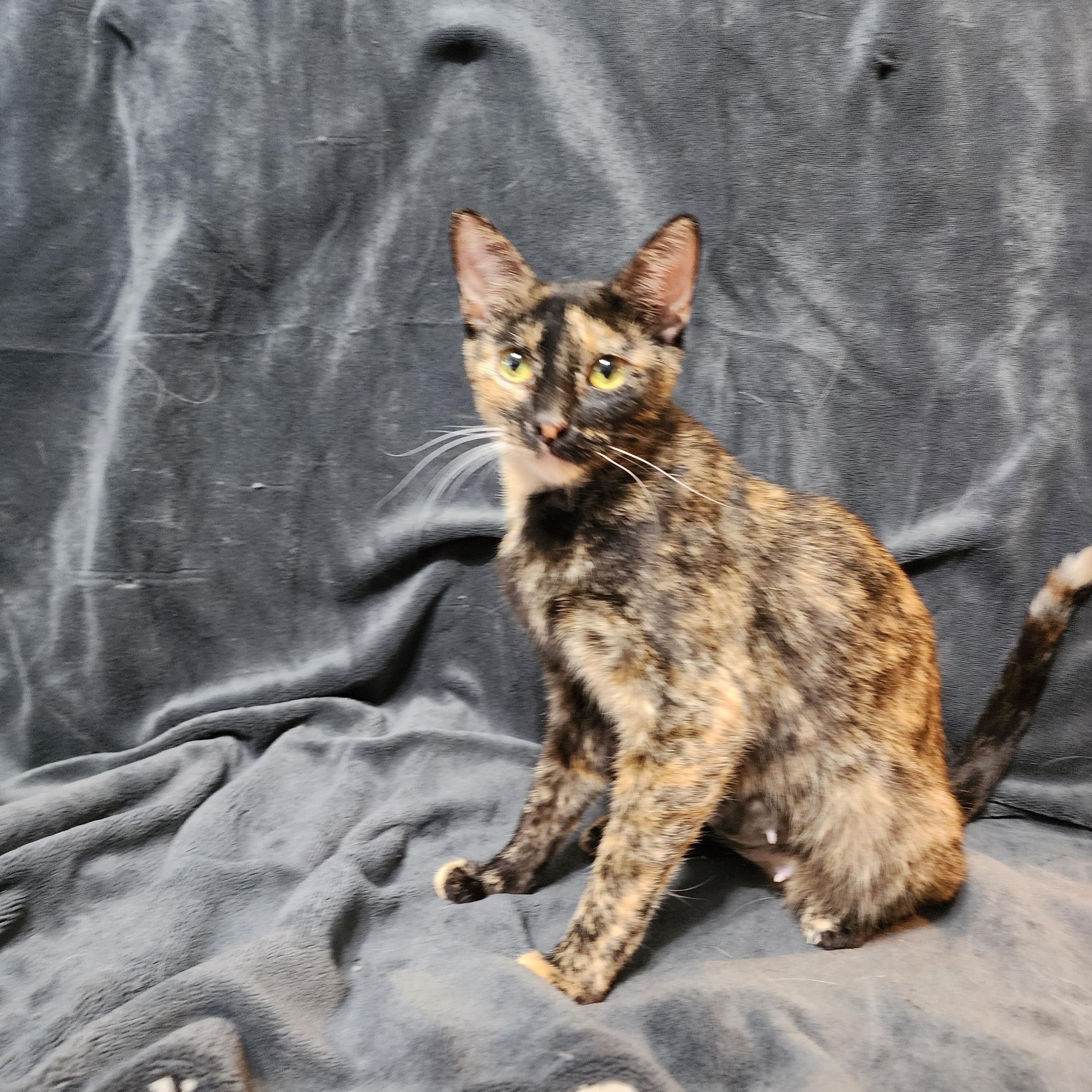 Amber, adopted, Young Female Domestic Short Hair.