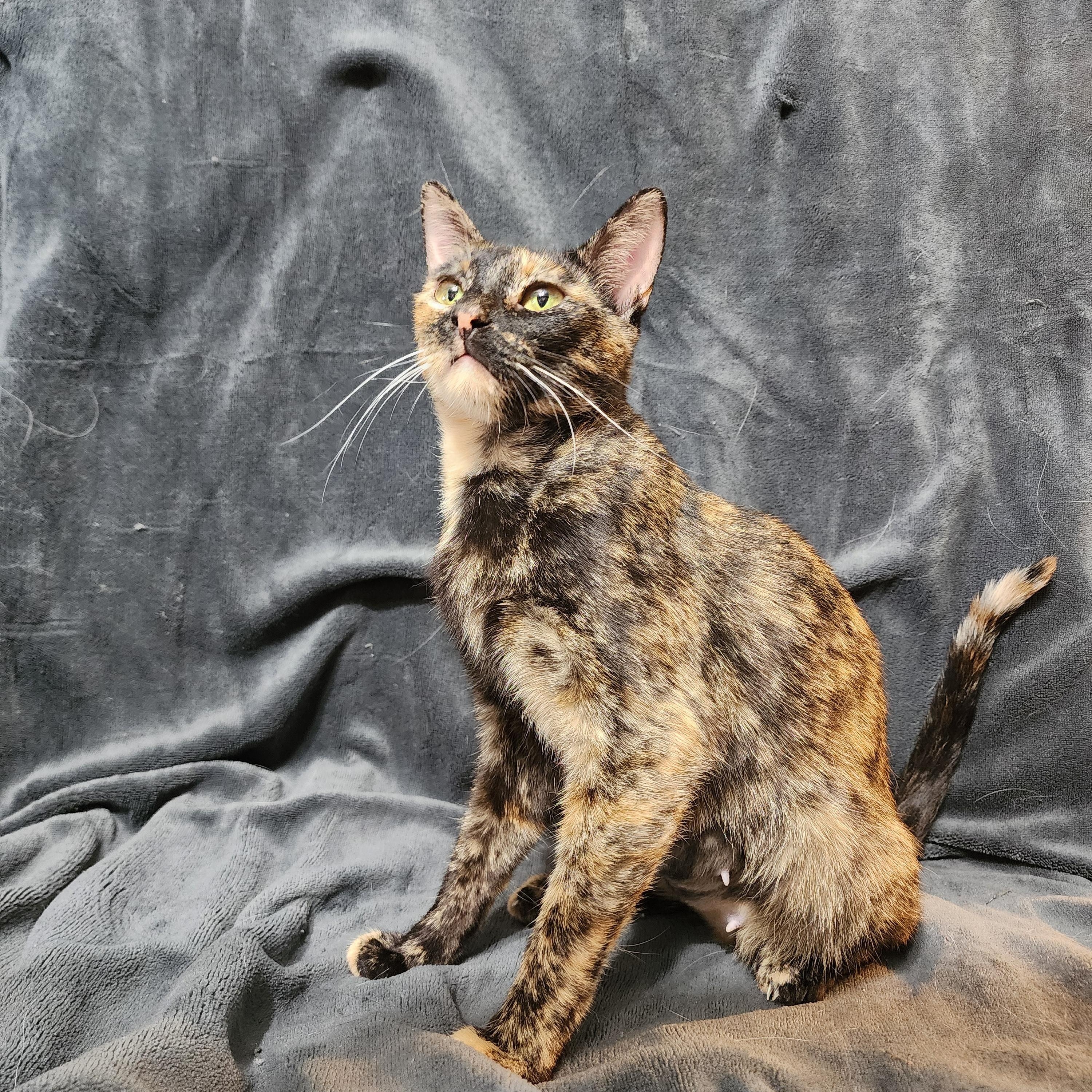 Amber, an adopted Domestic Short Hair in Springdale, AR image 2/2