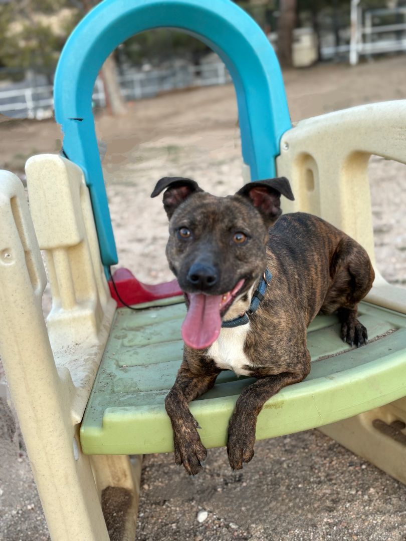 Millie, a Adoptable mixed breed in Hesperia, CA image 1/4