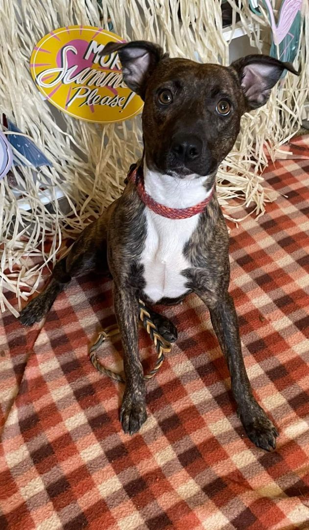 Millie, a Adoptable mixed breed in Hesperia, CA image 3/4