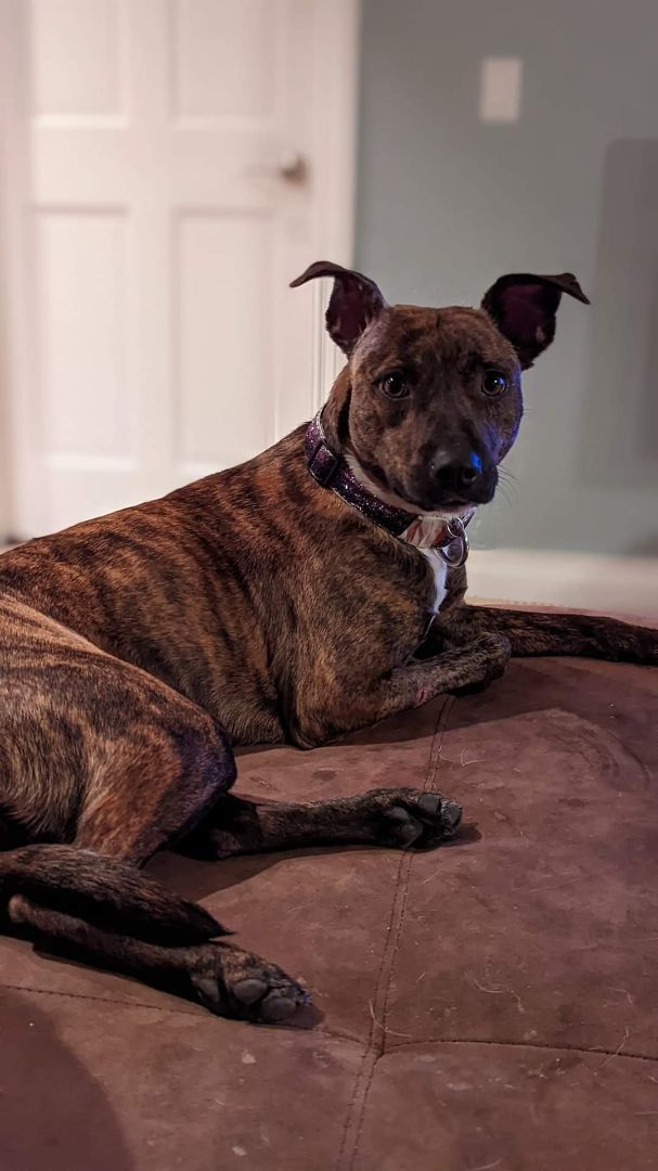 Millie, a Adoptable mixed breed in Hesperia, CA image 4/4