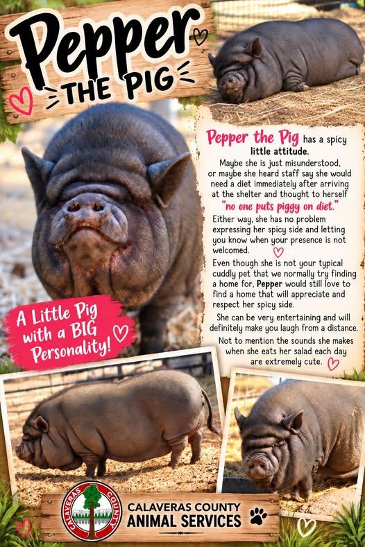Enlarge Pepper A061395, a Adoptable Pig in San Andreas, CA image 2/2