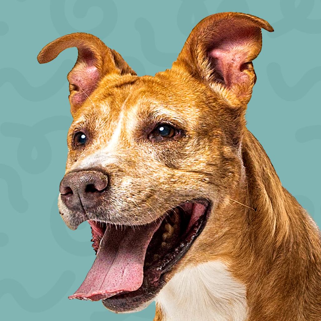 Copper, Adoptable, Senior Female Mixed Breed.