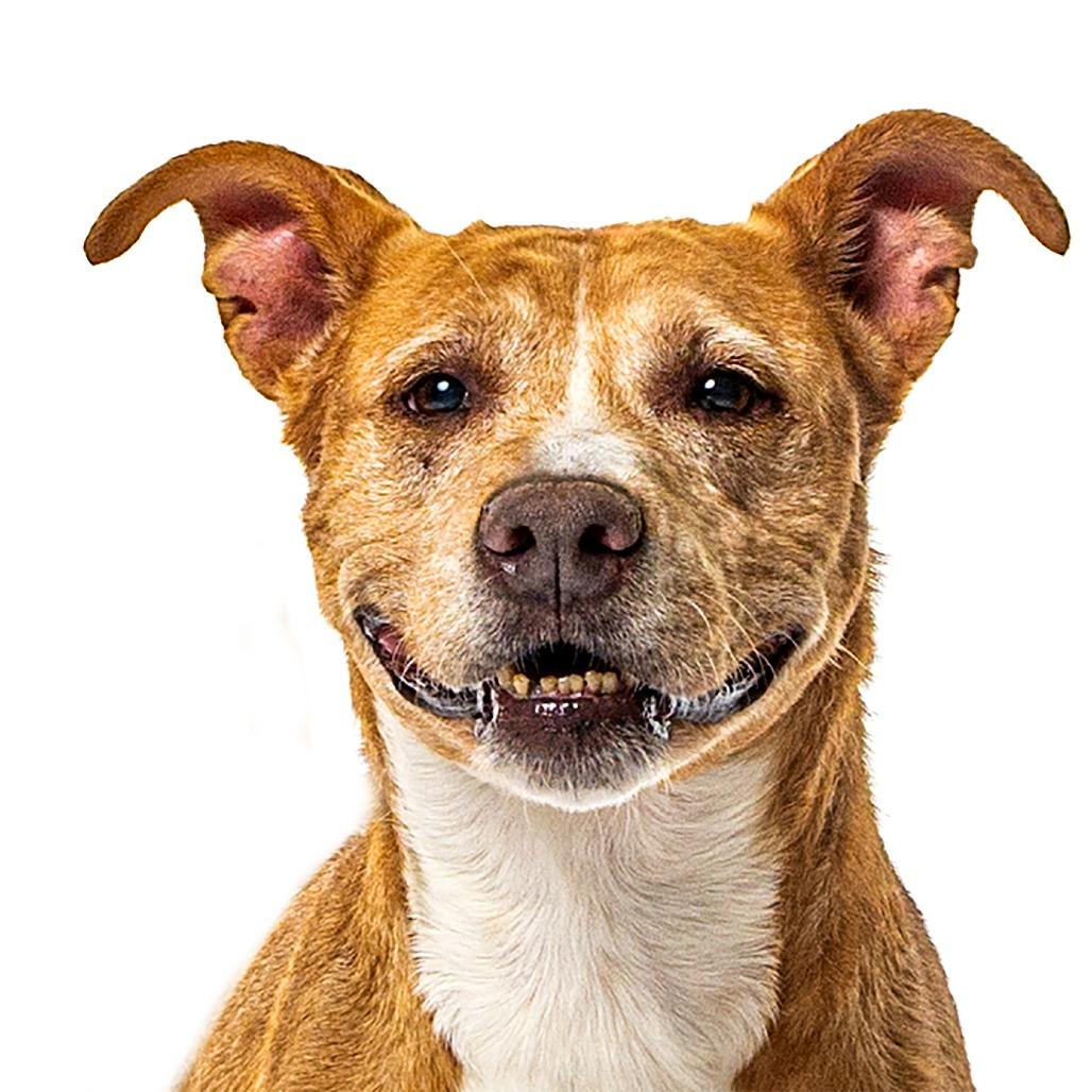 Copper, a Adoptable Mixed Breed in Reno, NV image 2/6