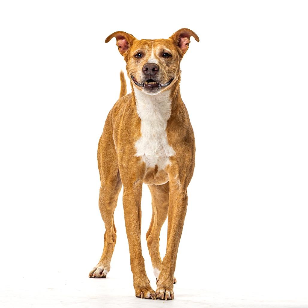 Copper, a Adoptable Mixed Breed in Reno, NV image 3/6