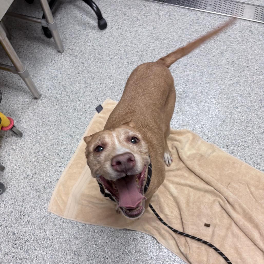 Copper, a Adoptable Mixed Breed in Reno, NV image 4/6