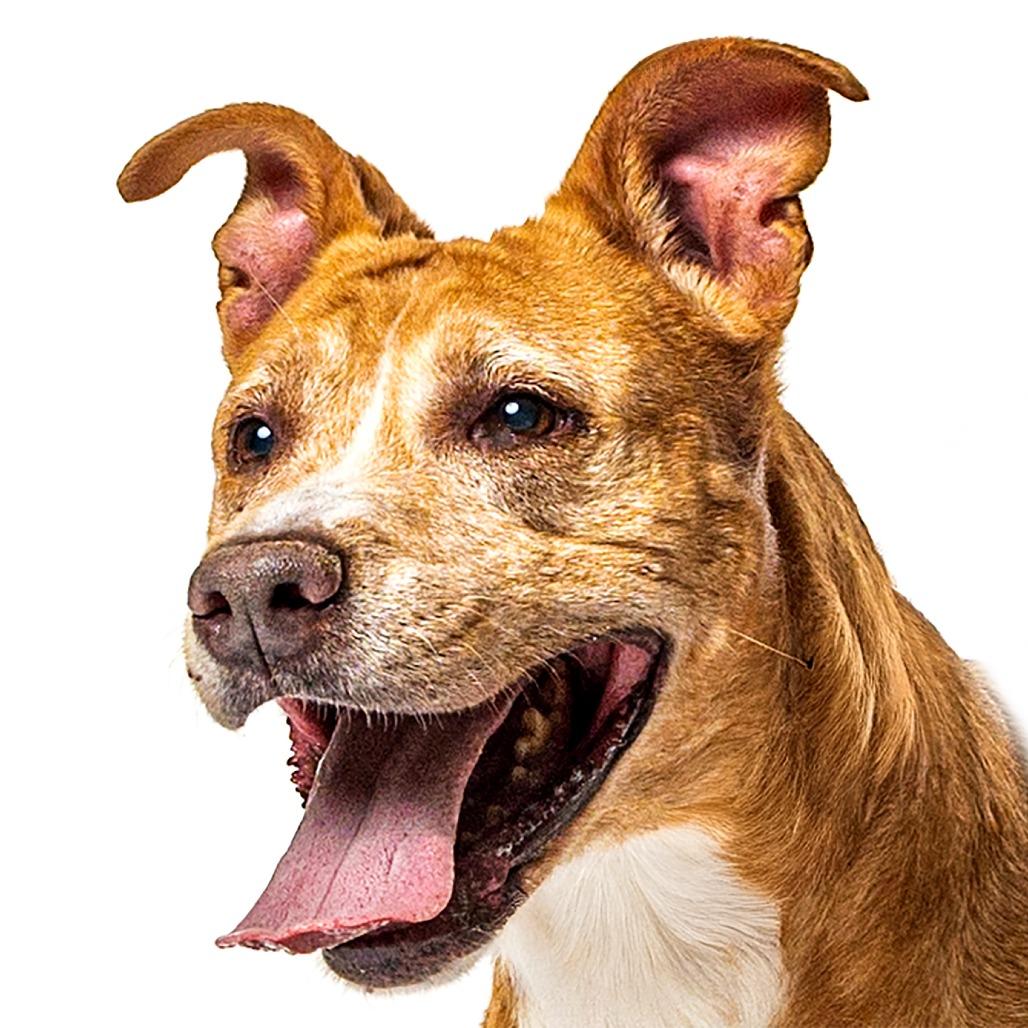 Copper, a Adoptable Mixed Breed in Reno, NV image 5/6