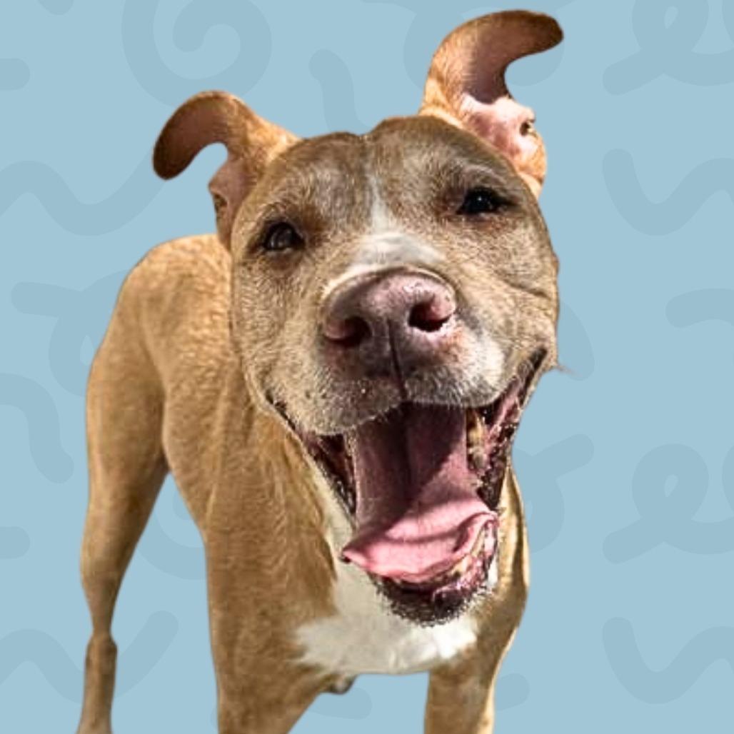 Copper, a Adoptable Mixed Breed in Reno, NV image 6/6