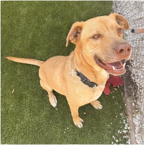 Toby, Adoptable, Adult Male Labrador Retriever & Pit Bull Terrier.