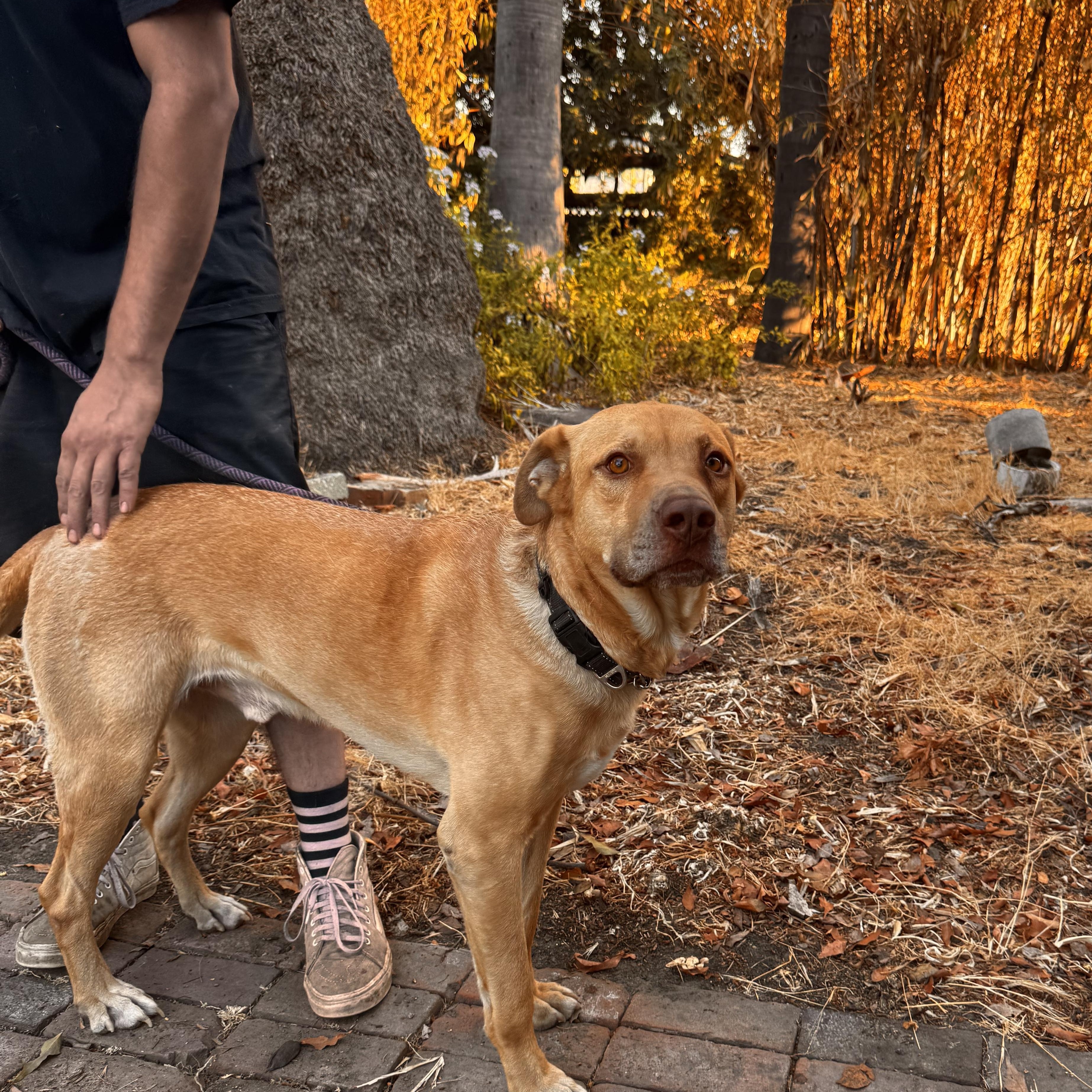 Enlarge Toby, a Adoptable mixed breed in Whittier, CA image 5/5