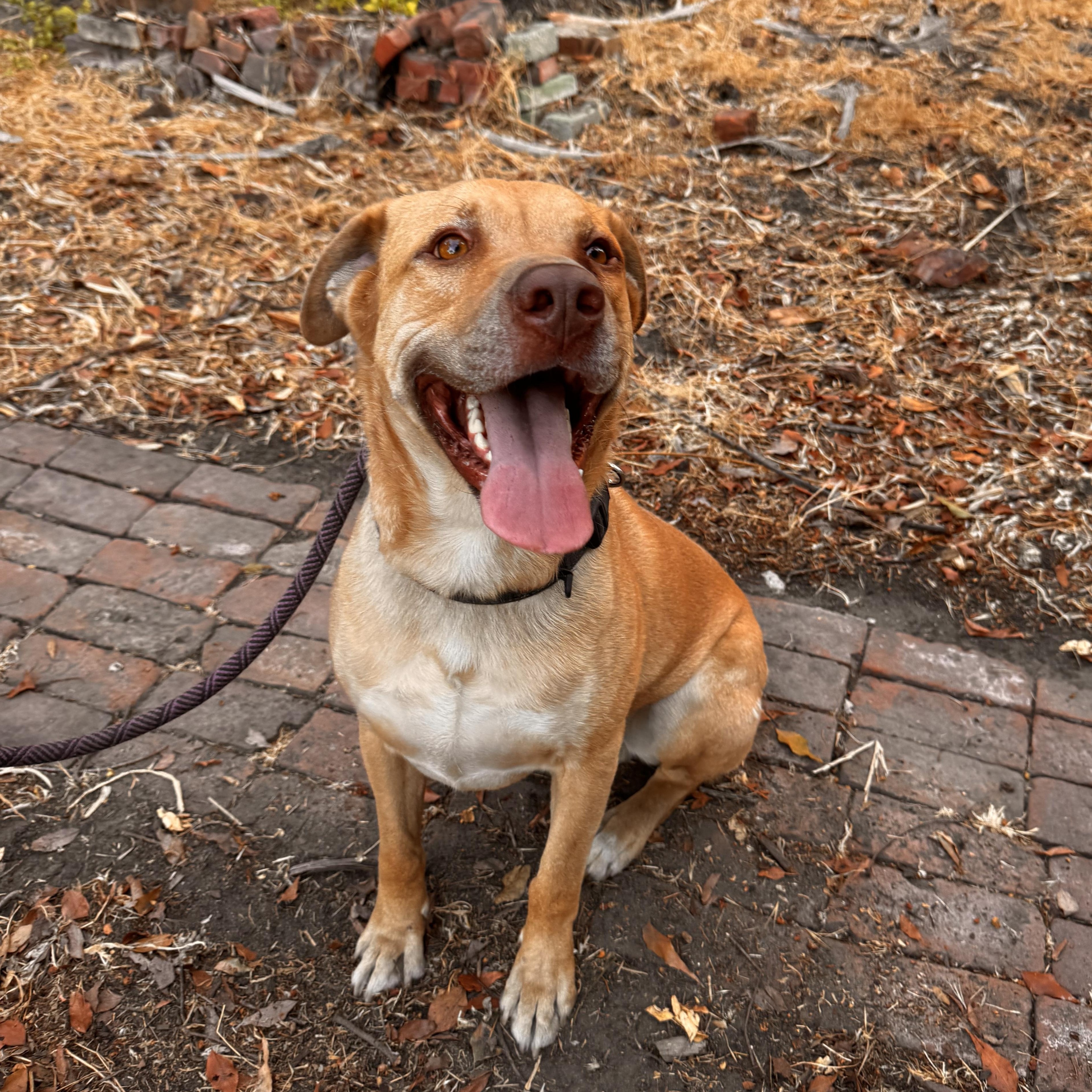Enlarge Toby, a Adoptable mixed breed in Whittier, CA image 2/5