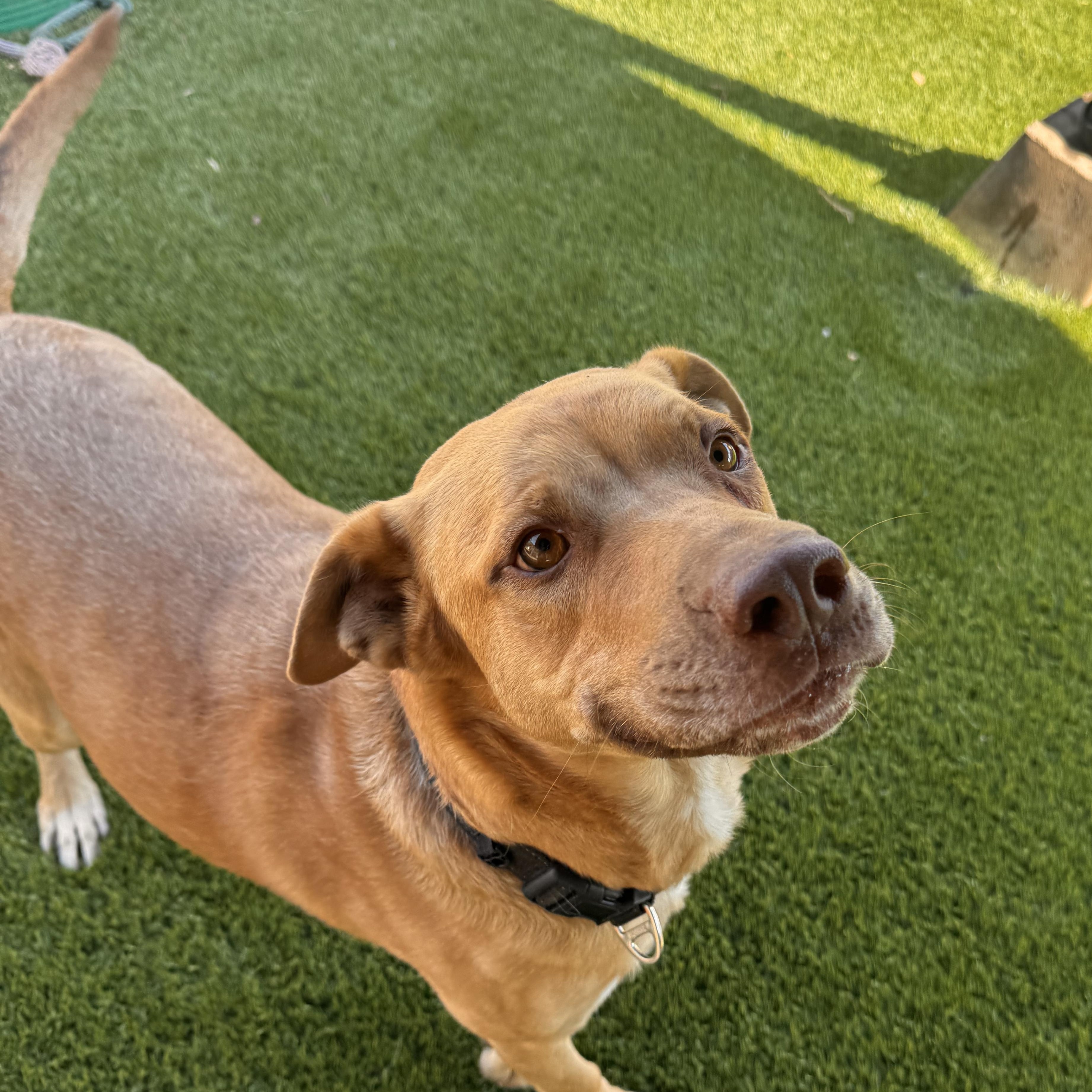 Enlarge Toby, a Adoptable mixed breed in Whittier, CA image 3/5