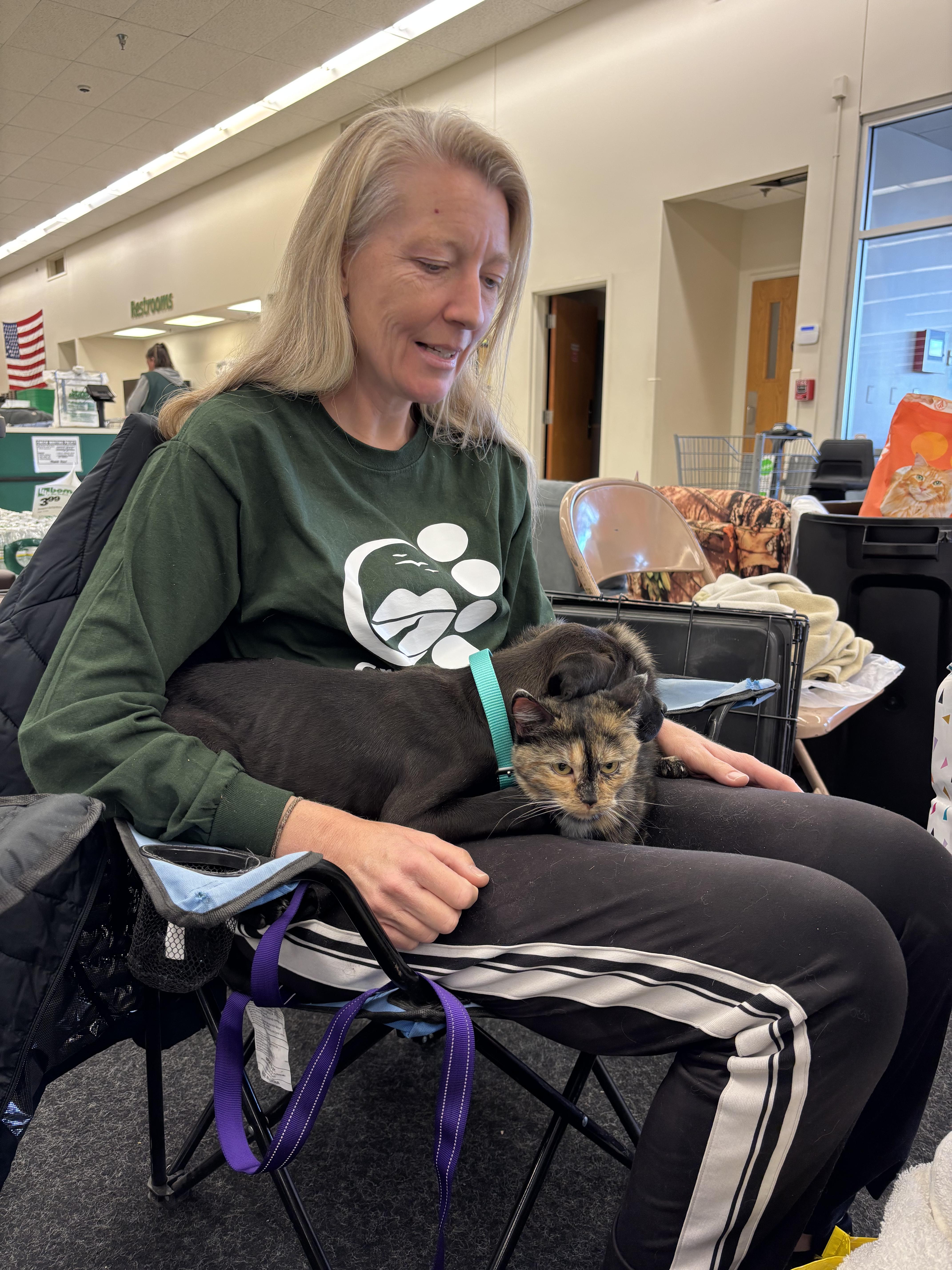 Nora, Adoptable, Adult Female Domestic Short Hair.