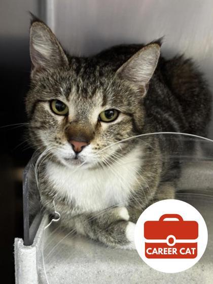 Enlarge Cobalt, a Adoptable mixed breed in Roseville, CA image 1/1