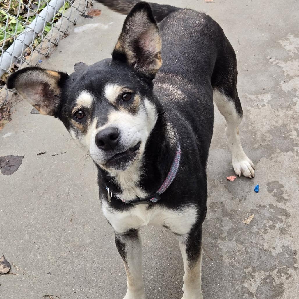 Dixie, Adoptable, Adult Female Shepherd.