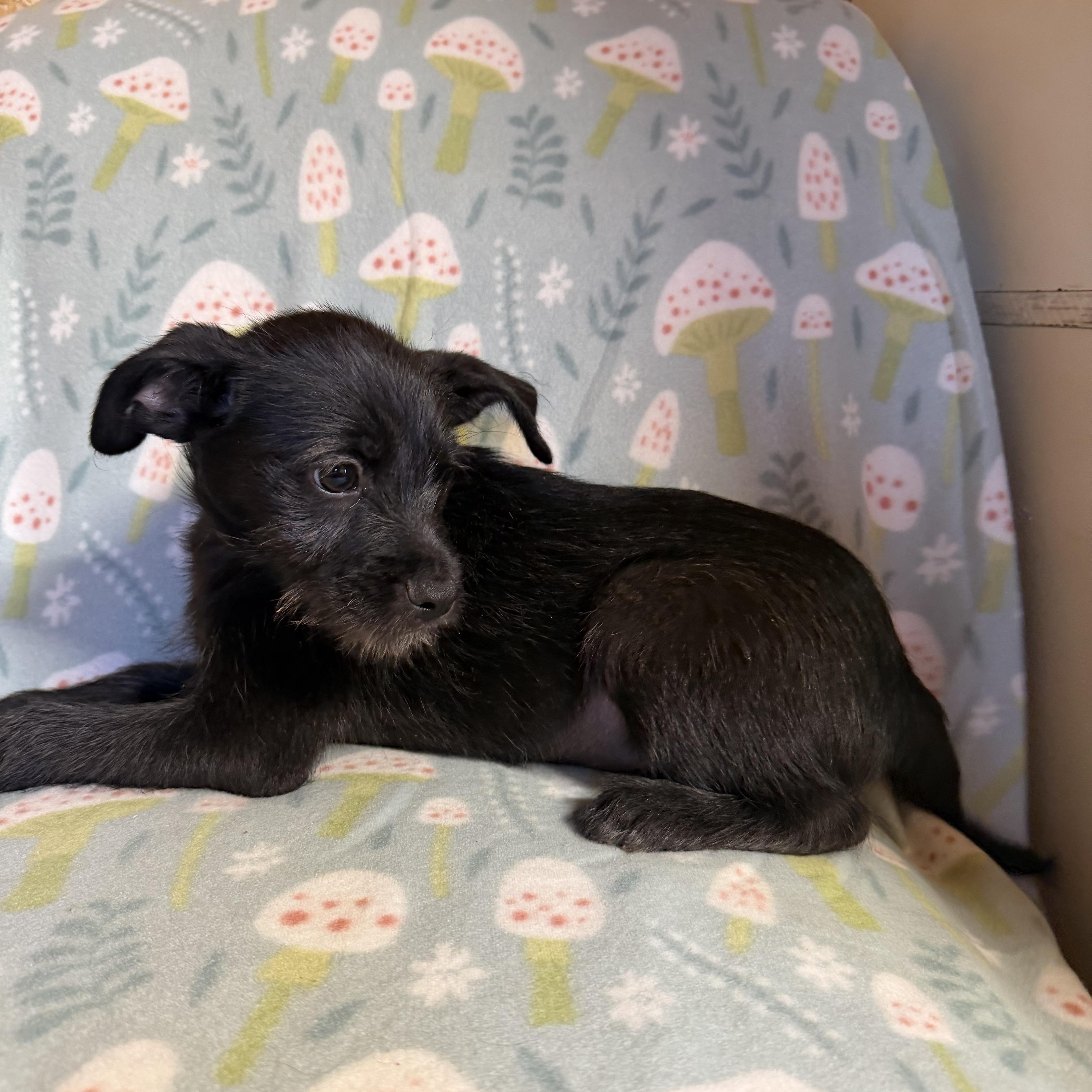 Spike, ADOPTABLE, Young Male Labradoodle.