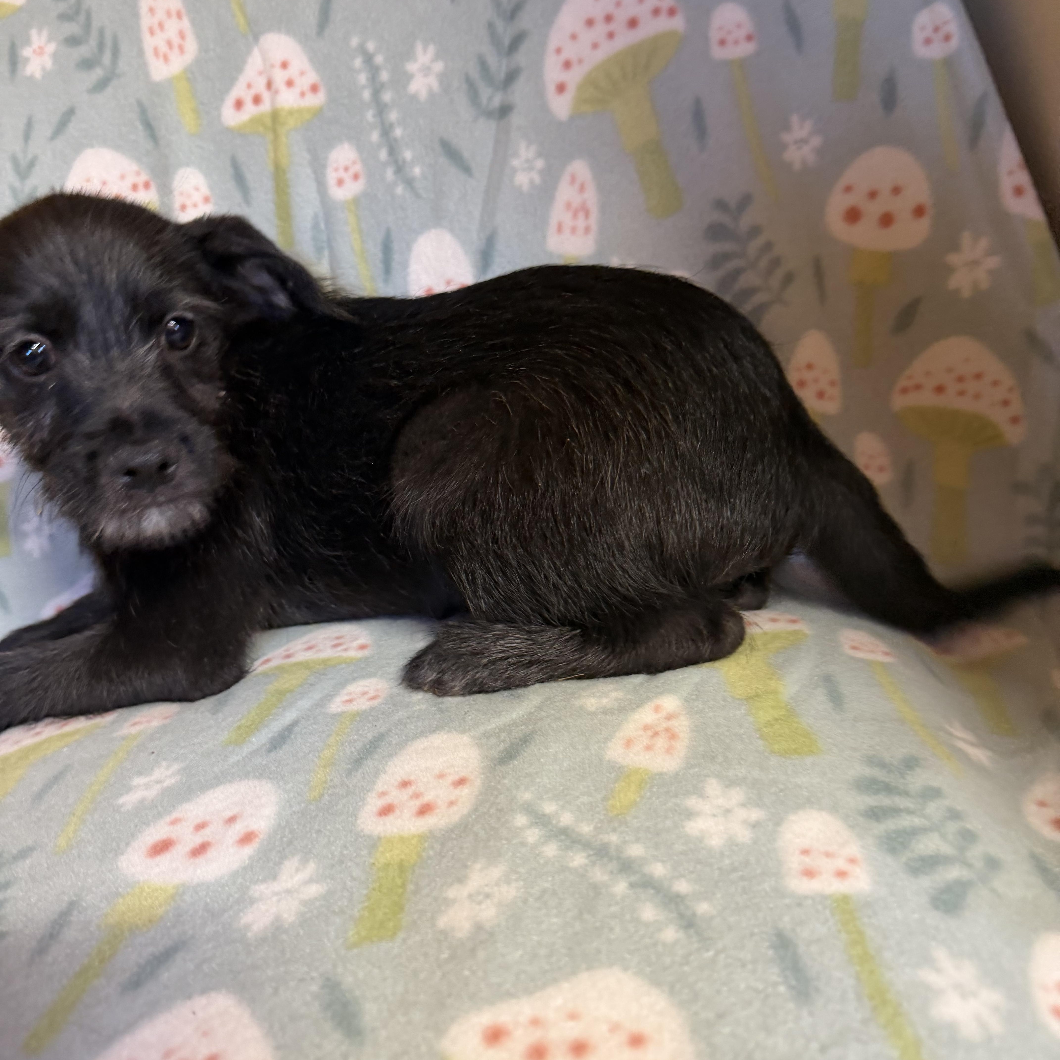 Enlarge Spike, a ADOPTABLE mixed breed in North Haven , CT image 3/3