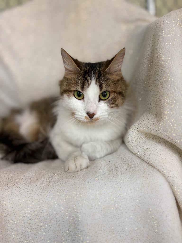Enlarge Anna, a Adoptable mixed breed in Waverly, NY image 4/4