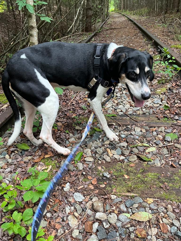 Enlarge Walker, a Adoptable Coonhound in Lunenburg, VT image 2/4