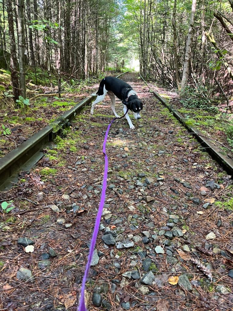 Enlarge Walker, a Adoptable Coonhound in Lunenburg, VT image 3/4