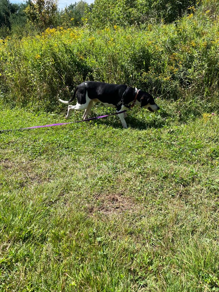 Enlarge Walker, a Adoptable Coonhound in Lunenburg, VT image 4/4