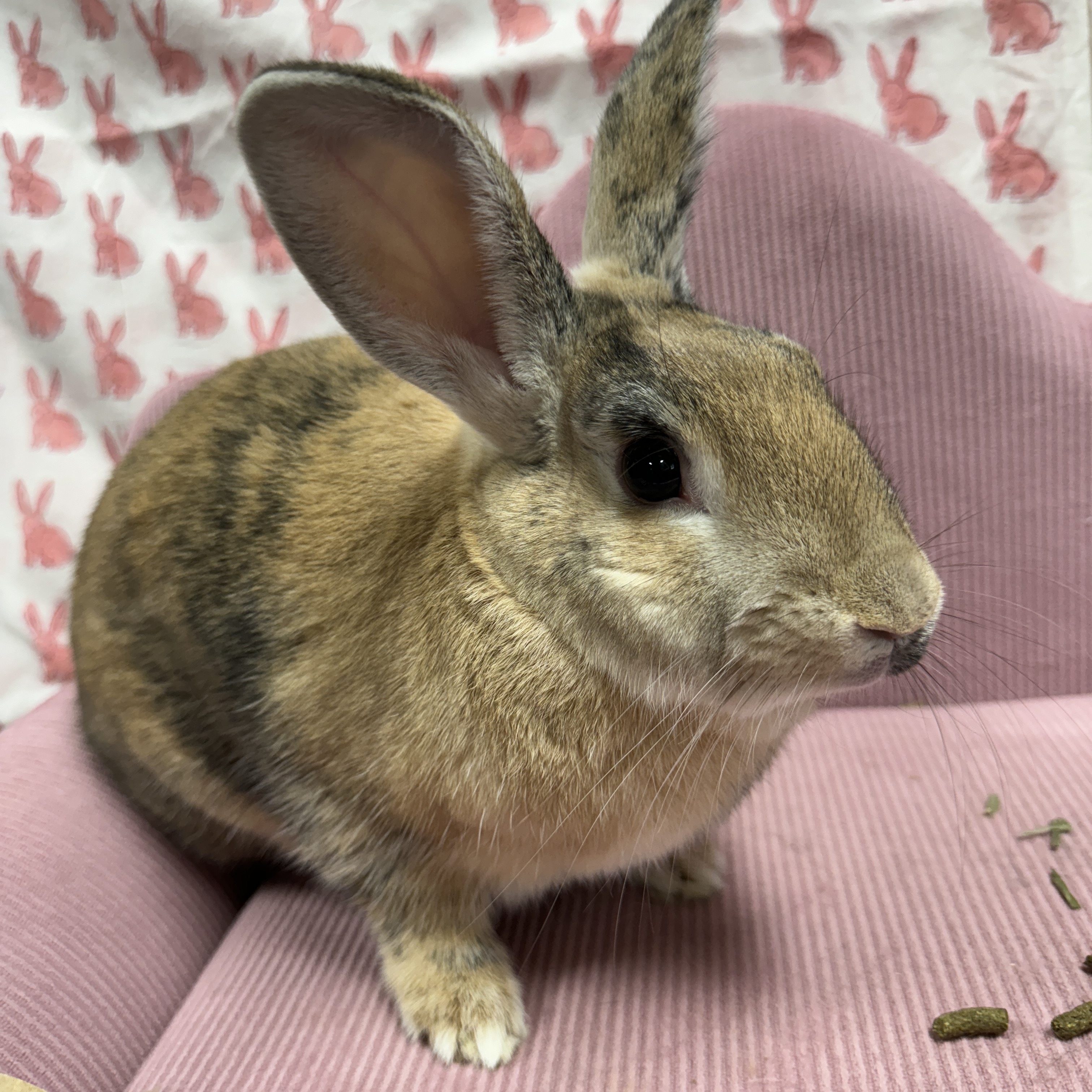 Brewsky, Adopted, Young Male Harlequin.