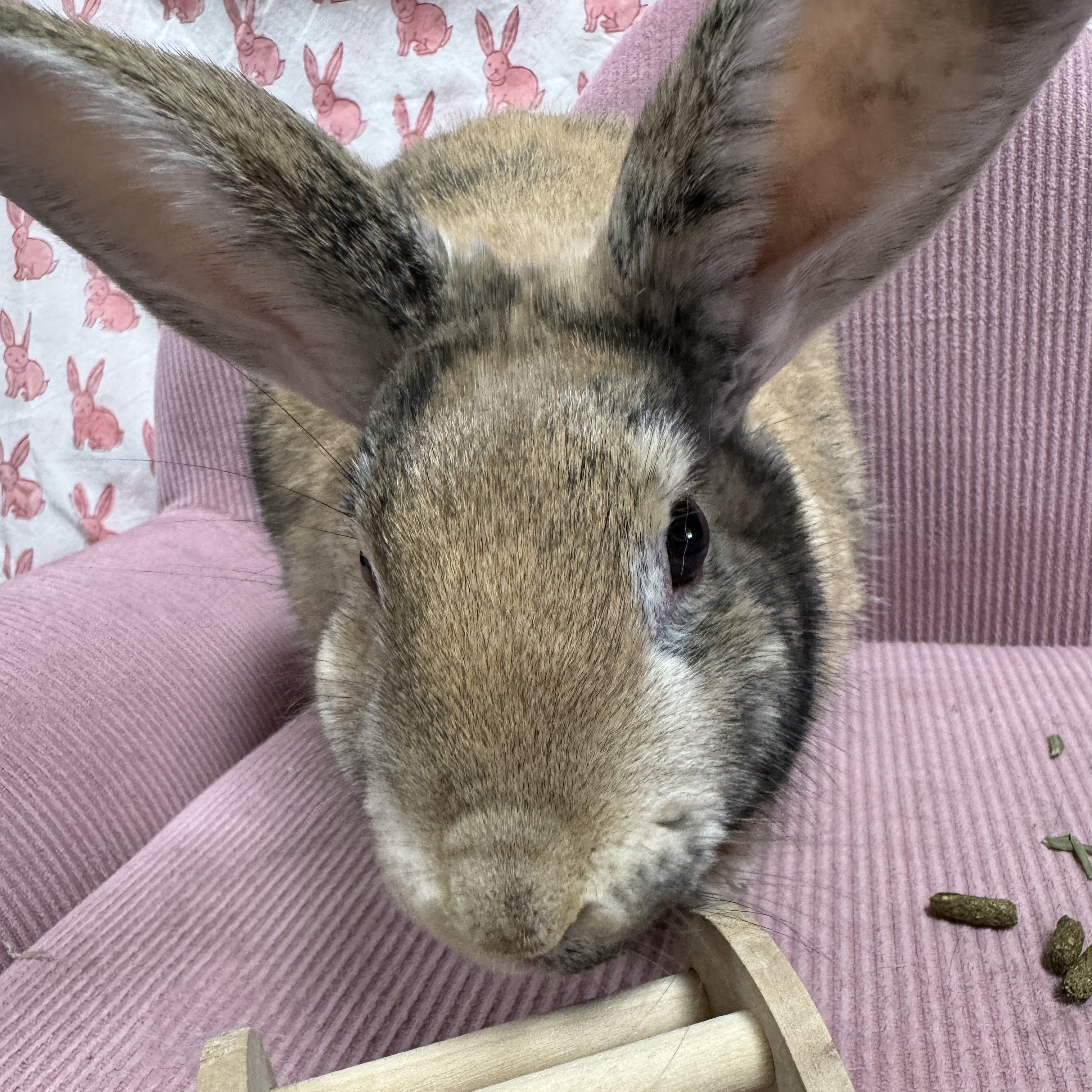 Brewsky, a Adopted Harlequin in SAUCIER, MS image 2/6