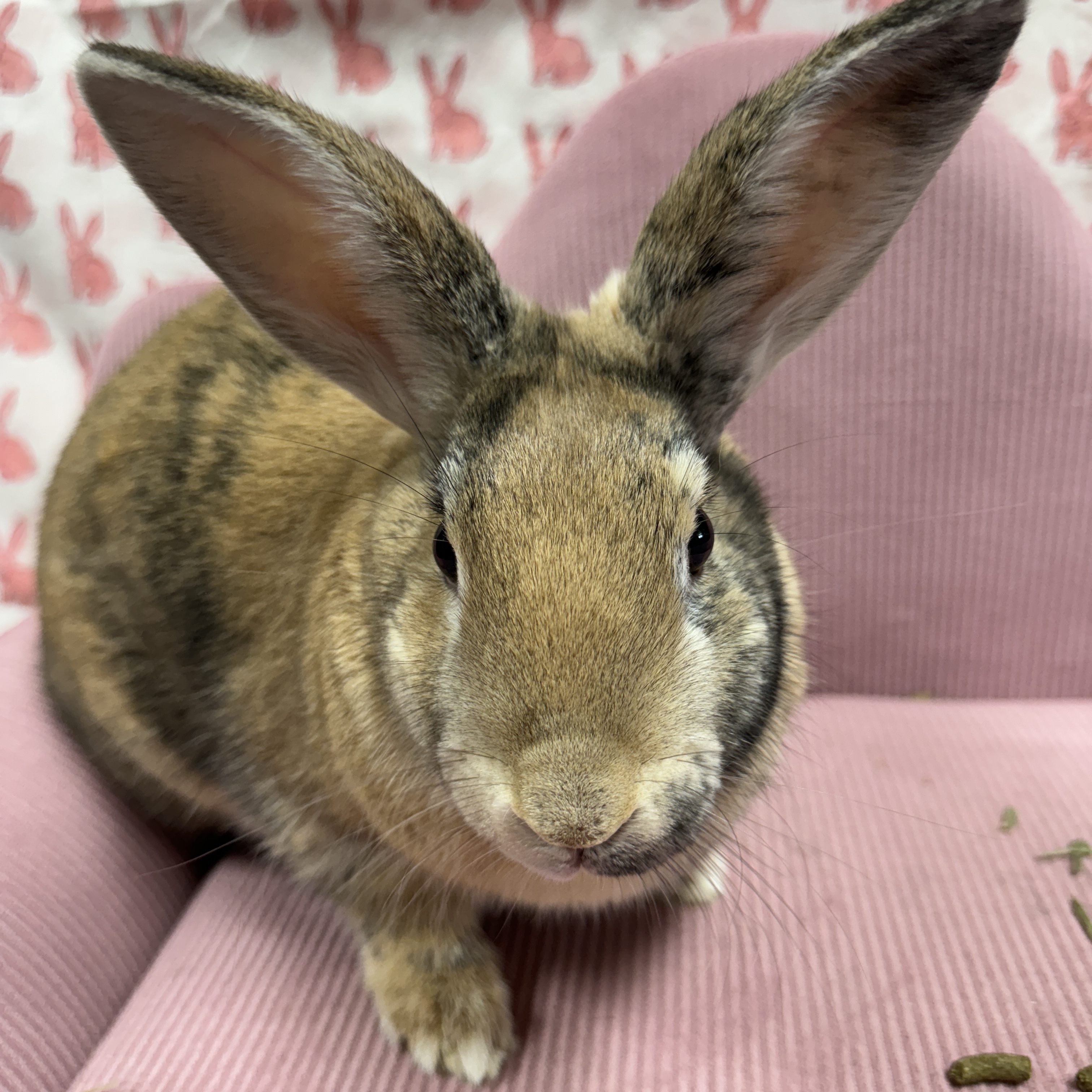 Brewsky, a Adopted Harlequin in SAUCIER, MS image 3/6