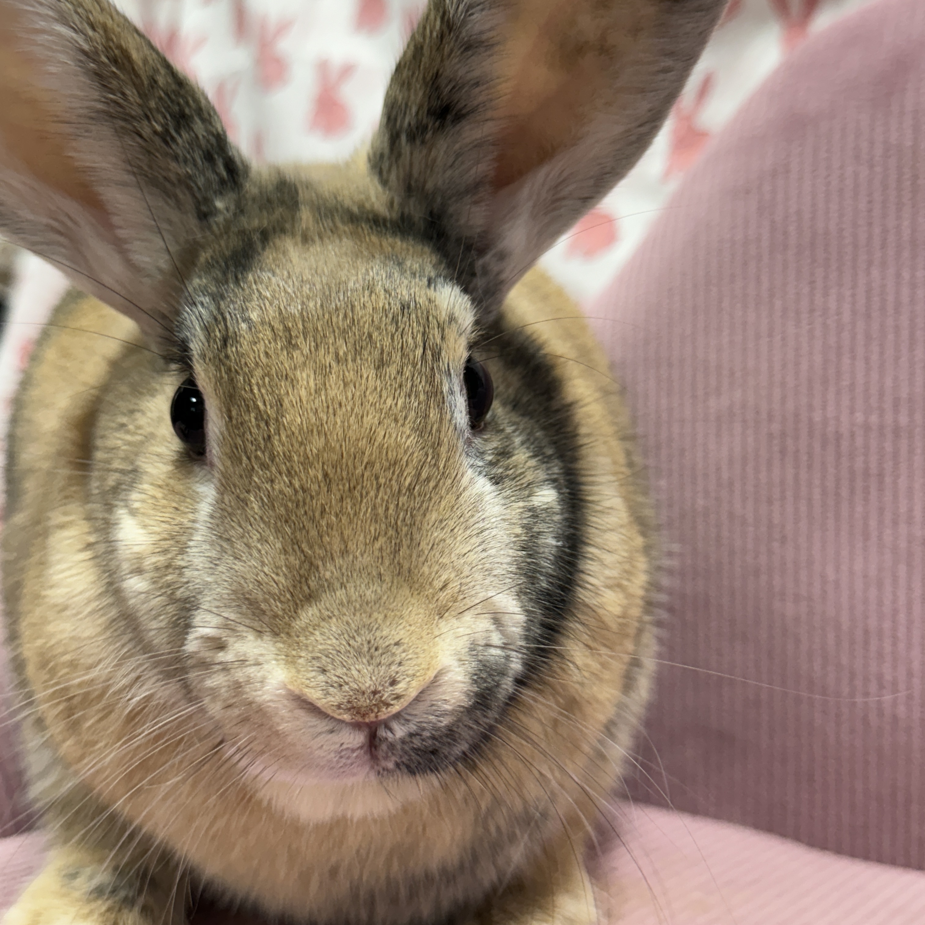 Brewsky, a Adopted Harlequin in SAUCIER, MS image 4/6