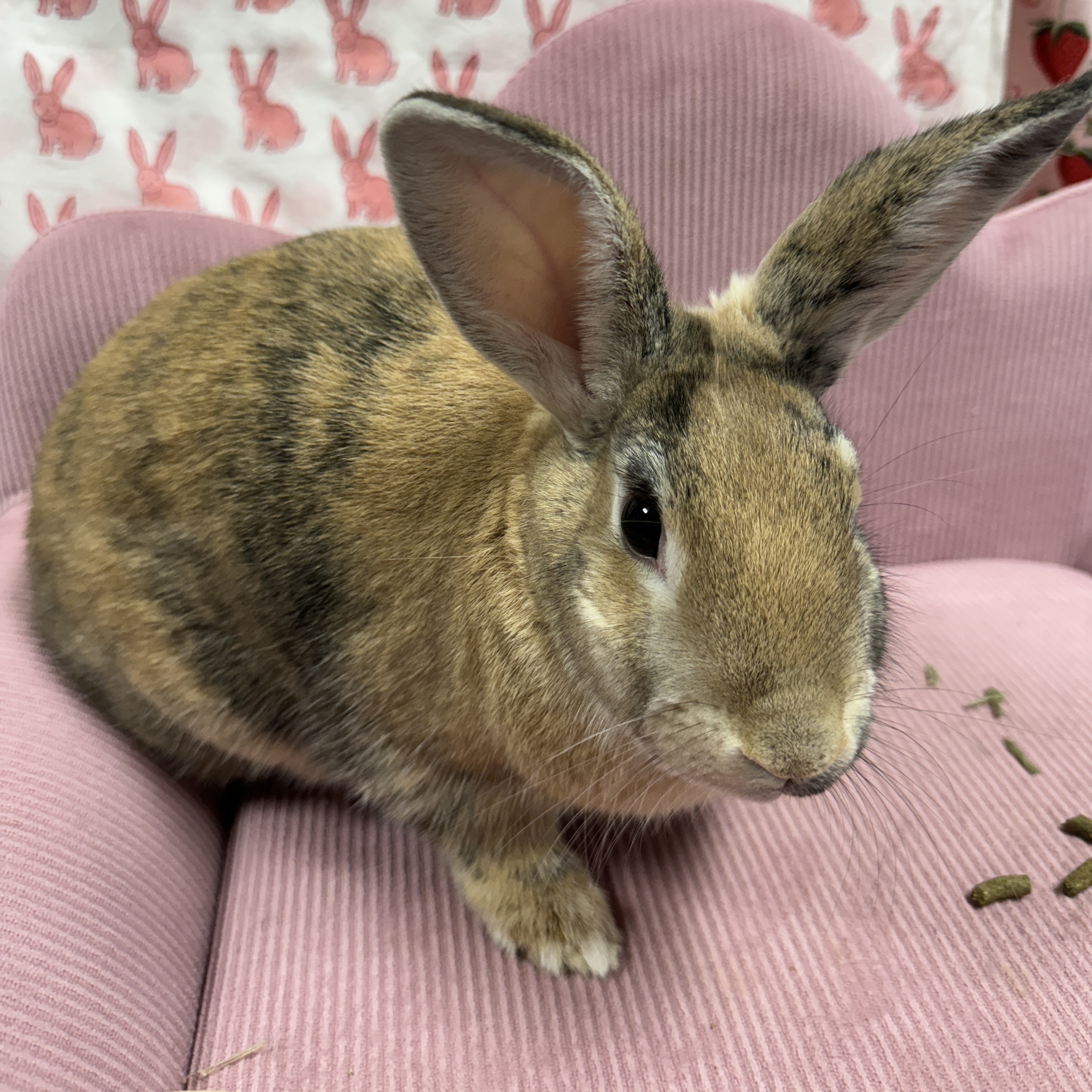 Brewsky, a Adopted Harlequin in SAUCIER, MS image 5/6