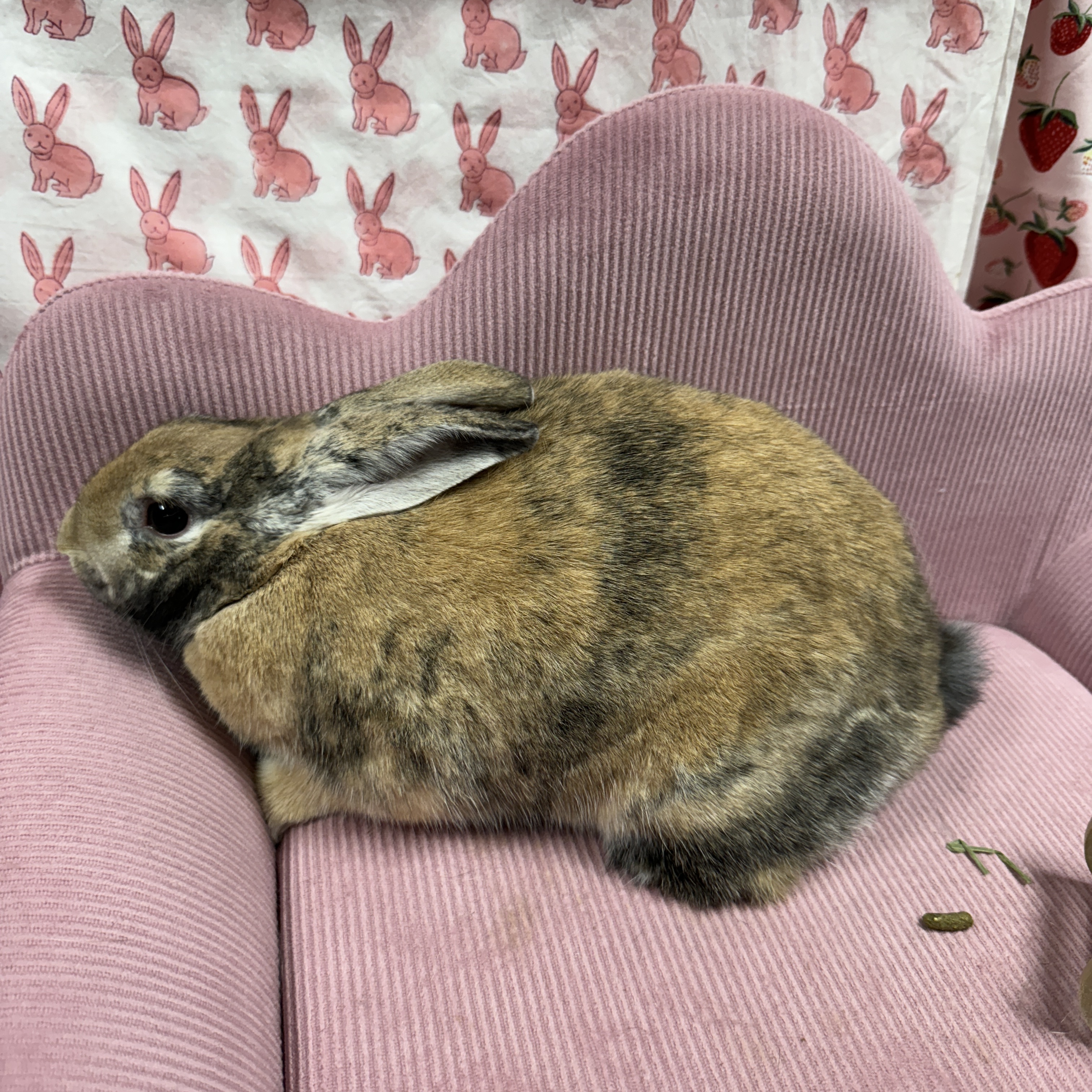 Brewsky, a Adopted Harlequin in SAUCIER, MS image 6/6